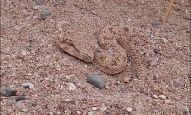 Wadi-Melaha-Oasis-Safar