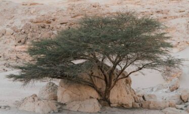 Wadi-Melaha-Oasis-Safar