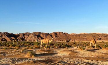 Wadi-Melaha-Oasis-Safar