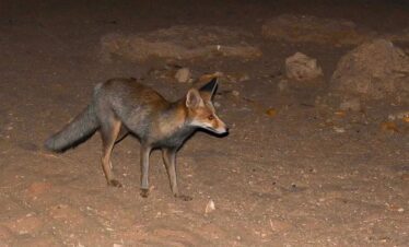 Wadi-Melaha-Oasis-Safar